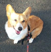 心通う時間積み重ねて　飼い主さんの選択　堀田素愛　【わんこのわ】（４２）