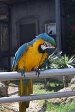 カピバラ、インコ餌付けなど体験　アロハガーデンたてやま