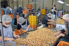 ゆで用落花生が出荷シーズン「今年も十分な出来」　レトルト製品の原料に　銚子