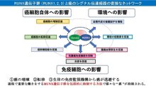 精密医療進化へ研究　「ランクス」の働き発見　多様な作用点をもつ新規がん治療コンセプトの確立をめざす　千葉県がんセンター研究所・発がん制御研究部長　上久保靖彦　【９月はがん征圧月間　ちば　がんにうち克つ】（１５）
