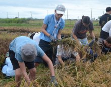 田んぼアート稲刈り、地元住民ら２５０人が汗　県誕生１５０周年記念　山武