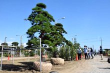 “植木のまち”に造形樹・鉢物２０４点集結　匝瑳で千葉県共進会の審査会　最高賞に石田さん