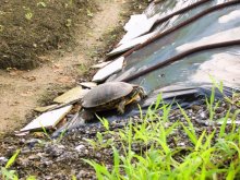 ミシシッピアカミミガメ　在来種駆逐し問題に　成田篤彦　【房総の草木虫魚】（４１０）