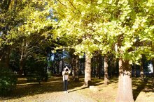 色づくイチョウ並木　八千代・村上緑地公園