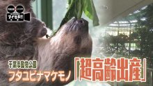 ナマケモノが“超高齢出産”　あれから６年半、ママと赤ちゃんは今　気になるあの記事を「ツイセキ！！」　千葉日報×Ｊ：ＣＯＭコラボ第３弾