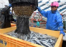 銚子「年間水揚げ量日本一」今年は厳しく　１２年連続達成も　釧路と４６２トン差、逆転困難　サバ減少響く