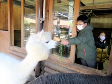 ふわふわアルパカに餌やり　児童、飼育員の仕事体験　市川市動植物園