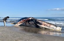 南房総の海岸にクジラ漂着　体長１１メートル、ザトウクジラか