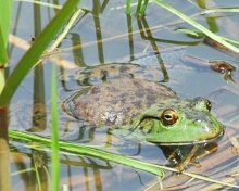 ウシガエル　食用として米国から移入　成田篤彦　【房総の草木虫魚】（４１６）