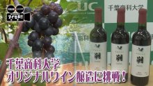 千葉商科大キャンパスでブドウ栽培、ワインづくりプロジェクト　５年たち、どうなった？　気になるあの記事を「ツイセキ！！」　千葉日報×Ｊ：ＣＯＭコラボ第６弾