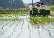 超早場米、田植え始まる　いすみ