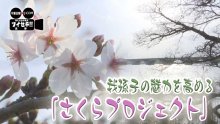 桜並木で手賀沼の魅力アップ　植樹した遊歩道、今の姿は　気になるあの記事を「ツイセキ！！」　千葉日報×Ｊ：ＣＯＭコラボ第７弾