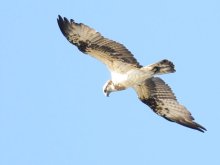 ミサゴ　海岸で魚を狩る猛禽　成田篤彦　【房総の草木虫魚】（４１９）