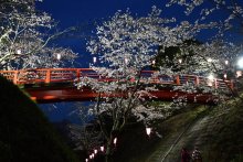 小見川千本桜、光の演出　城山公園でソメイヨシノ見頃　香取