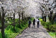 「春の嵐」耐え、桜の見頃続く　船橋・海老川沿いの並木道