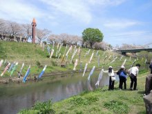 利根運河にこいのぼり１００匹　桜並木背に悠々泳ぐ　流山、市民ら揚げる　理科大生も一肌