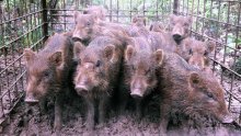 【速報】千葉市中央区でイノシシ目撃情報　体長１メートル、警察が注意呼び掛け