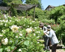 春バラ見頃、色とりどりにかぐわしく　佐倉草ぶえの丘