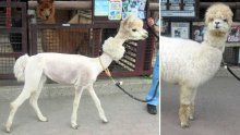 アルパカ、モコモコ一変涼しげに　夏を前に「毛刈り」　市川市動植物園　【写真複数あり】