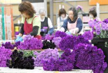 「青い」カーネーション、出荷ピーク　母の日に向け５０万本全国へ　成田空港近くの芝山で作業　「永遠の幸せ」象徴