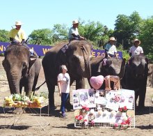 史上最年長！ゆめ花１７歳　市原ぞうの国で誕生日会　ＧＷ後半初日、大勢の来園者お祝い