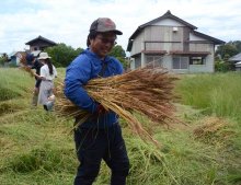 東金産の小麦、収穫体験　住民参加し麦刈りに汗　土産はパンや麺