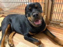 犬も見かけによらない？　心に向き合って　堀田素愛　【わんこのわ】（４６）