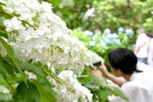 鮮やかに咲き誇る　成田・宗吾霊堂で「紫陽花まつり」　和楽器の演奏会や農産物の販売も