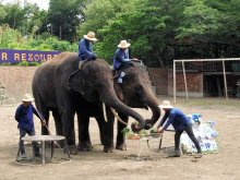 ついに１０歳、適齢期だゾウ！　“イケメン”結希の誕生日会　市原ぞうの国　初の日本生まれ同士繁殖にも期待