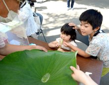 オオガハス優雅に観賞　千葉公園で「まつり」開幕　２３日まで、人気の象鼻杯体験も