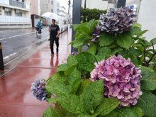 【速報】関東甲信が梅雨入り　平年より１４日遅く