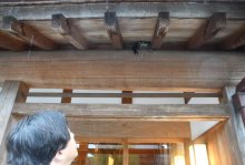 小江戸佐原ツバメすくすく　今年は巣多く吉兆？　住民温かく見守り