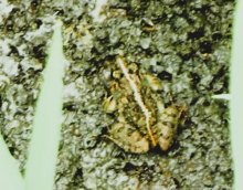 ヌマガエル　分布拡大　温暖化一因か　成田篤彦　【房総の草木虫魚】（４２５）