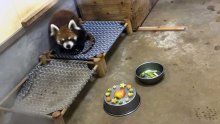 【動画あり】ハッピーバースデー風太！　２１歳に、立ち姿愛されたレッサーパンダ　バースデーケーキならぬリンゴや煮た芋でご機嫌　国内最高齢、ファンも歓喜　千葉市動物公園
