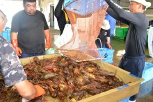 【動画あり】伊勢エビ初水揚げ　近年まれに見る大漁「かかりすぎで心配なぐらい」　いすみ・大原漁港