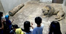 昼間と違う姿でお出迎え　千葉市動物公園　夕暮れ開園　ライトアップ　１７、１８日も開催