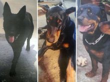 【速報】逃走の大型犬３頭、通報７時間半後に戻る　四街道　ドーベルマンやロットワイラー