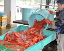 【動画あり】キンメ漁解禁、港に活気　「これから脂が乗ってくる」赤く輝き　外房で初水揚げ、勝浦は２トン