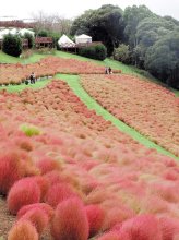 ふわふわ秋色、８千株のコキア見頃　富津・マザー牧場