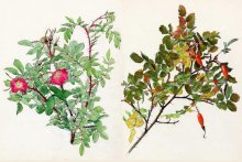 植物画の先駆者　二口善雄を紹介　千葉県立中央博物館で展示