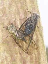 ツクツクボウシ　ピッチ早い「求婚音」　成田篤彦　【房総の草木虫魚】（４３３）
