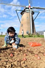 春景色に夢膨らませて　親子連れ１６０組　来場チューリップ球根植え　佐倉