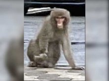 ディズニーに出没のサル？　浦安市職員が住宅街で撮影　右手が不自由など特徴類似　市川、柏などで目撃情報
