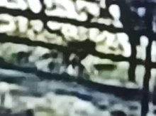 【動画あり】茂原の市街地にサル　市、目撃相次ぎ注意喚起