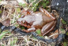 ヤマアカガエル　広い森林のシンボル　成田篤彦　【房総の草木虫魚】（４３５）