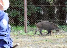 【動画あり】長生高校にイノシシ出没　茂原　市街地で増、市は目撃マップで注意呼びかけ