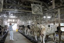 猛暑に生活振り回され　酪農やフェスへも影響　危険な夏・熱中症　【回顧２０２４　取材メモから】