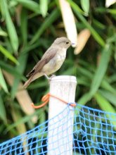 魅力的な鳴き声と色彩　キビタキ　成田篤彦　【房総の草木虫魚】（４３７）