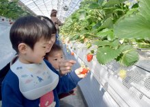 “早春の味”頬張り笑顔　イチゴ狩りスタート　八千代