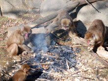 サルたち、焼き芋に「ほっこり」　千葉市動物公園　「大寒」の２０日、たき火で暖